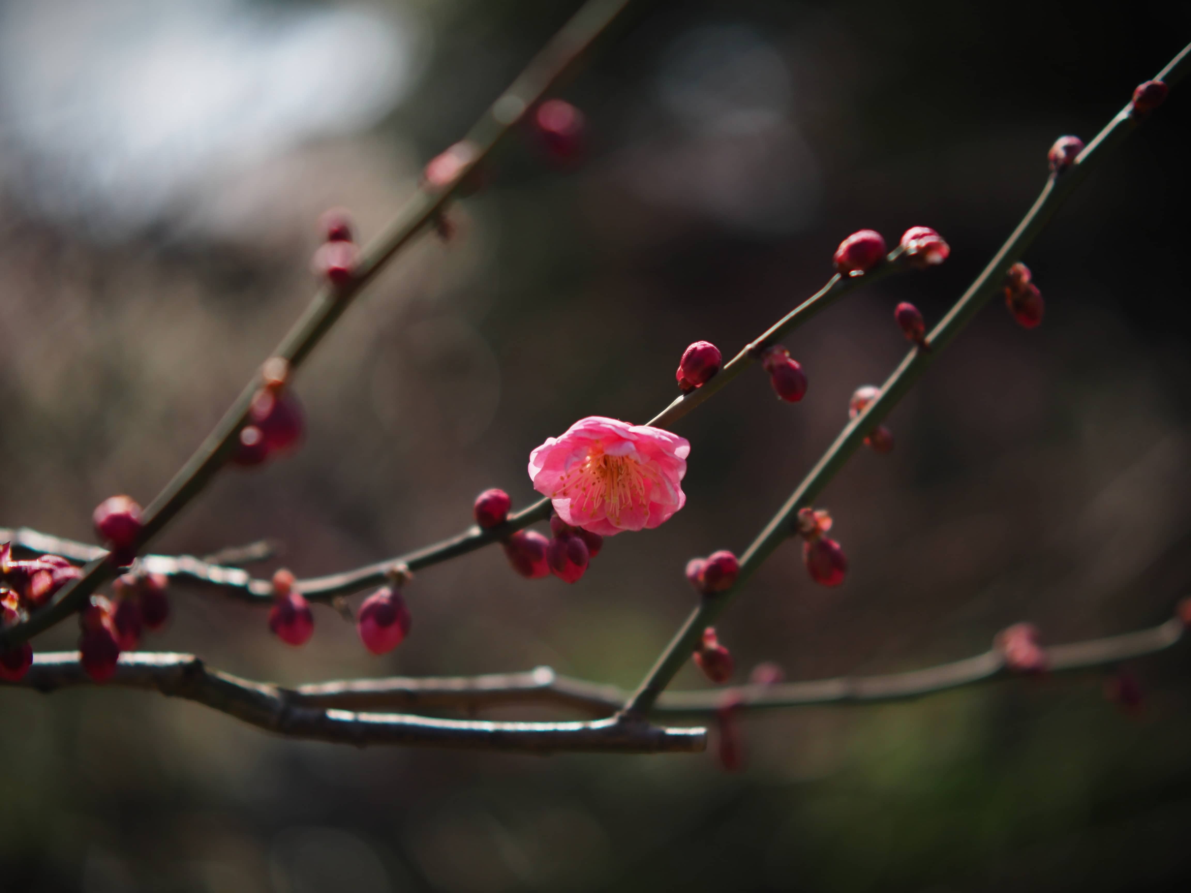 是梅花