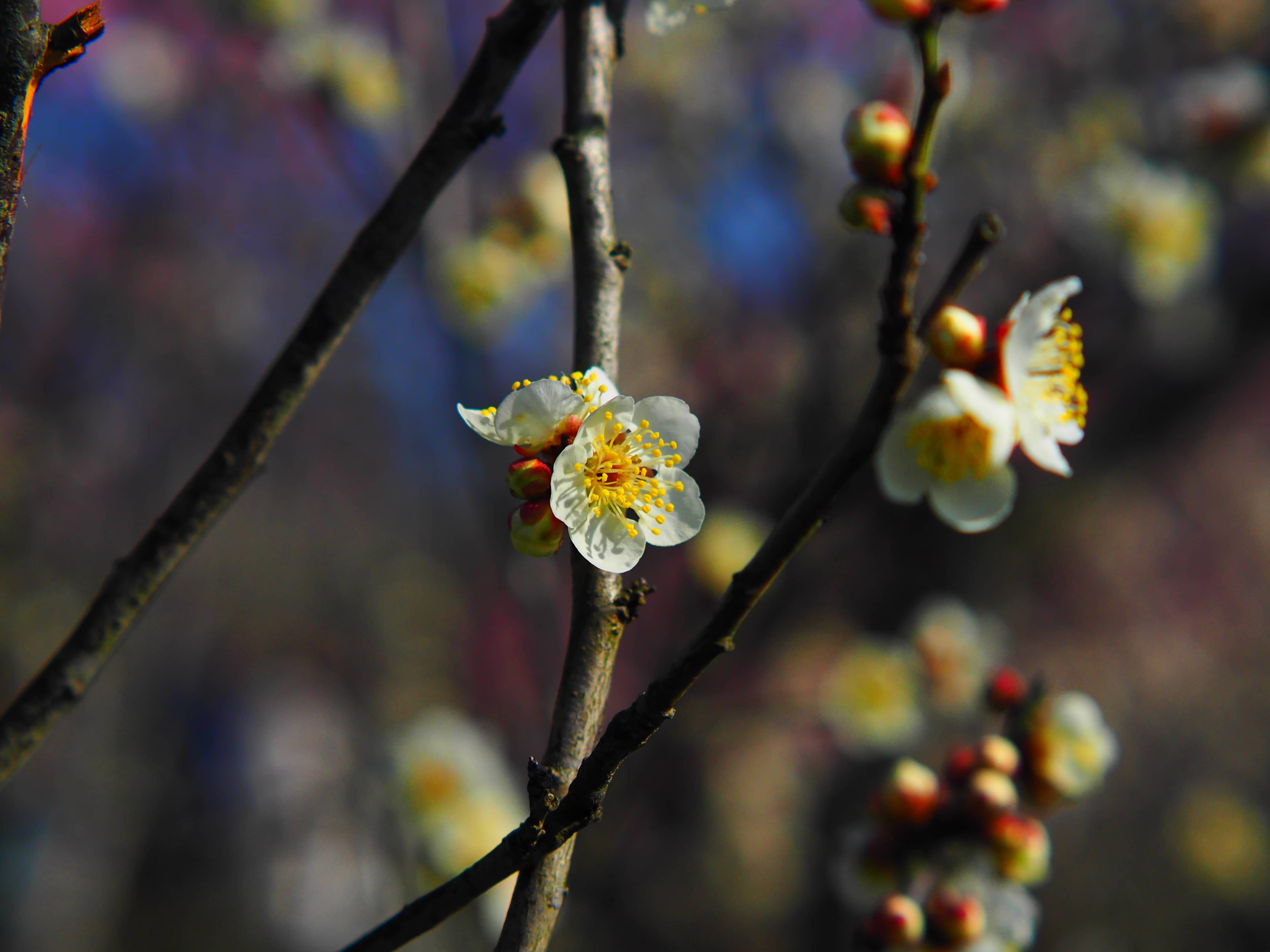 是梅花