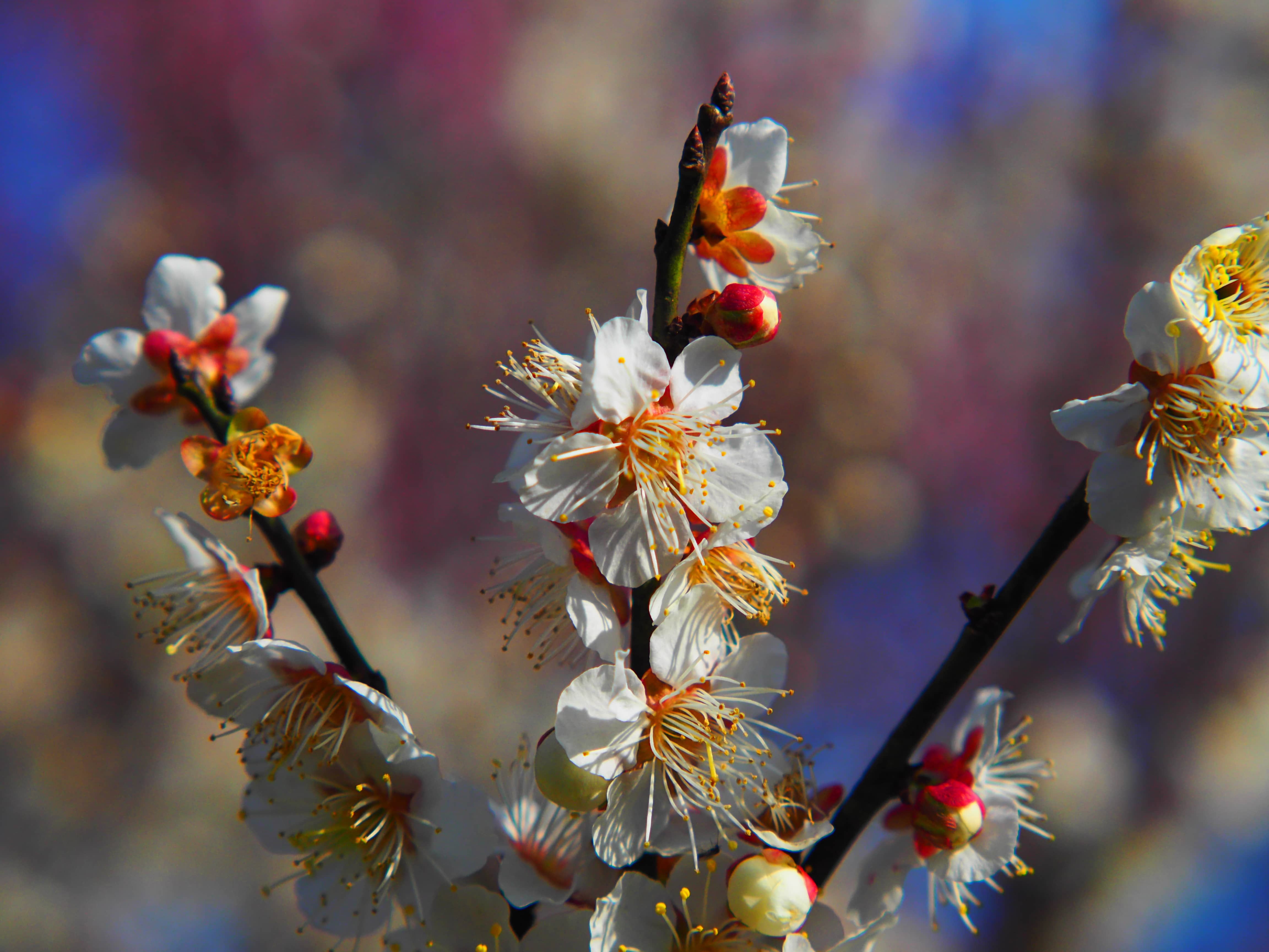 是梅花