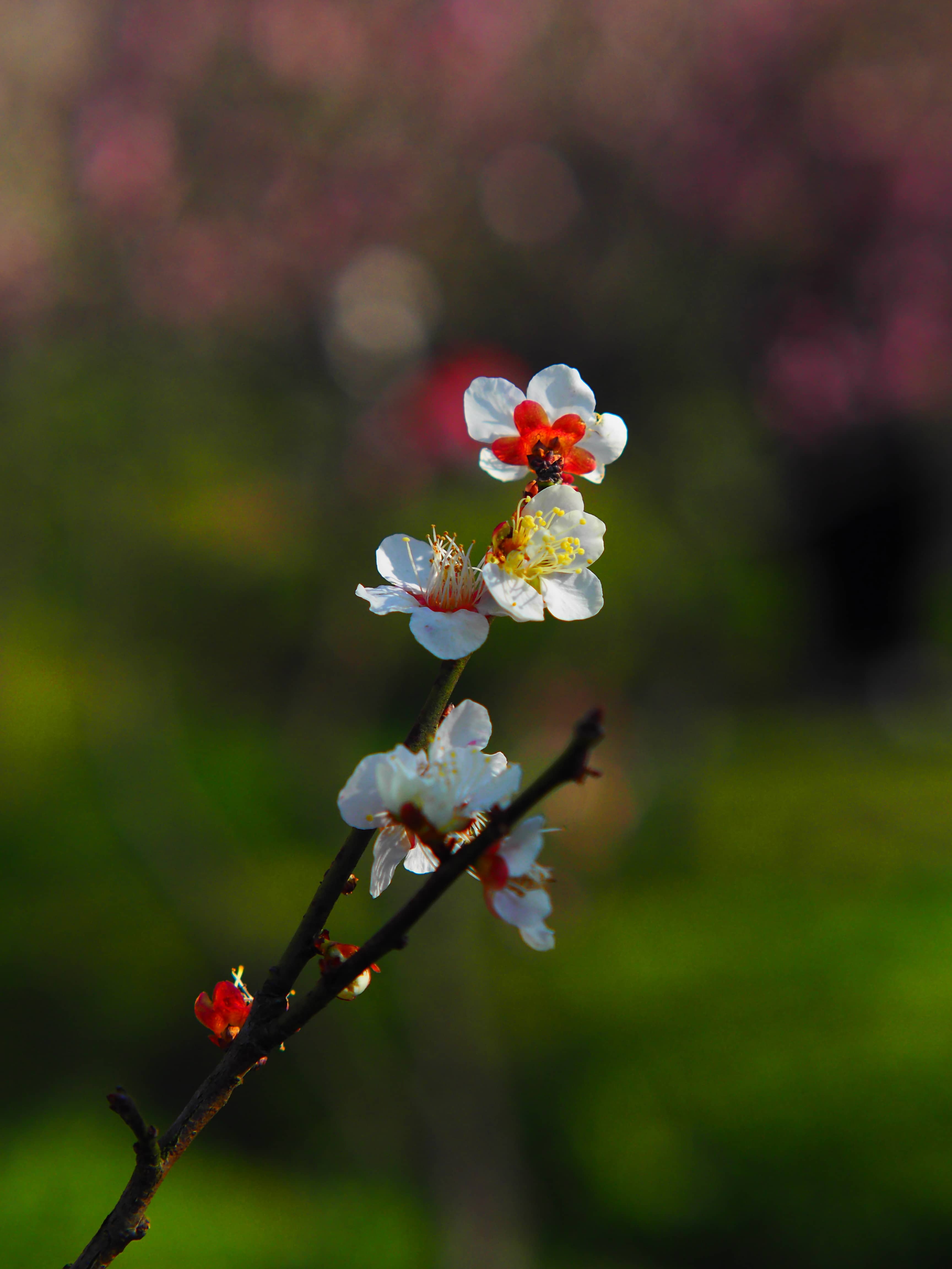 是梅花