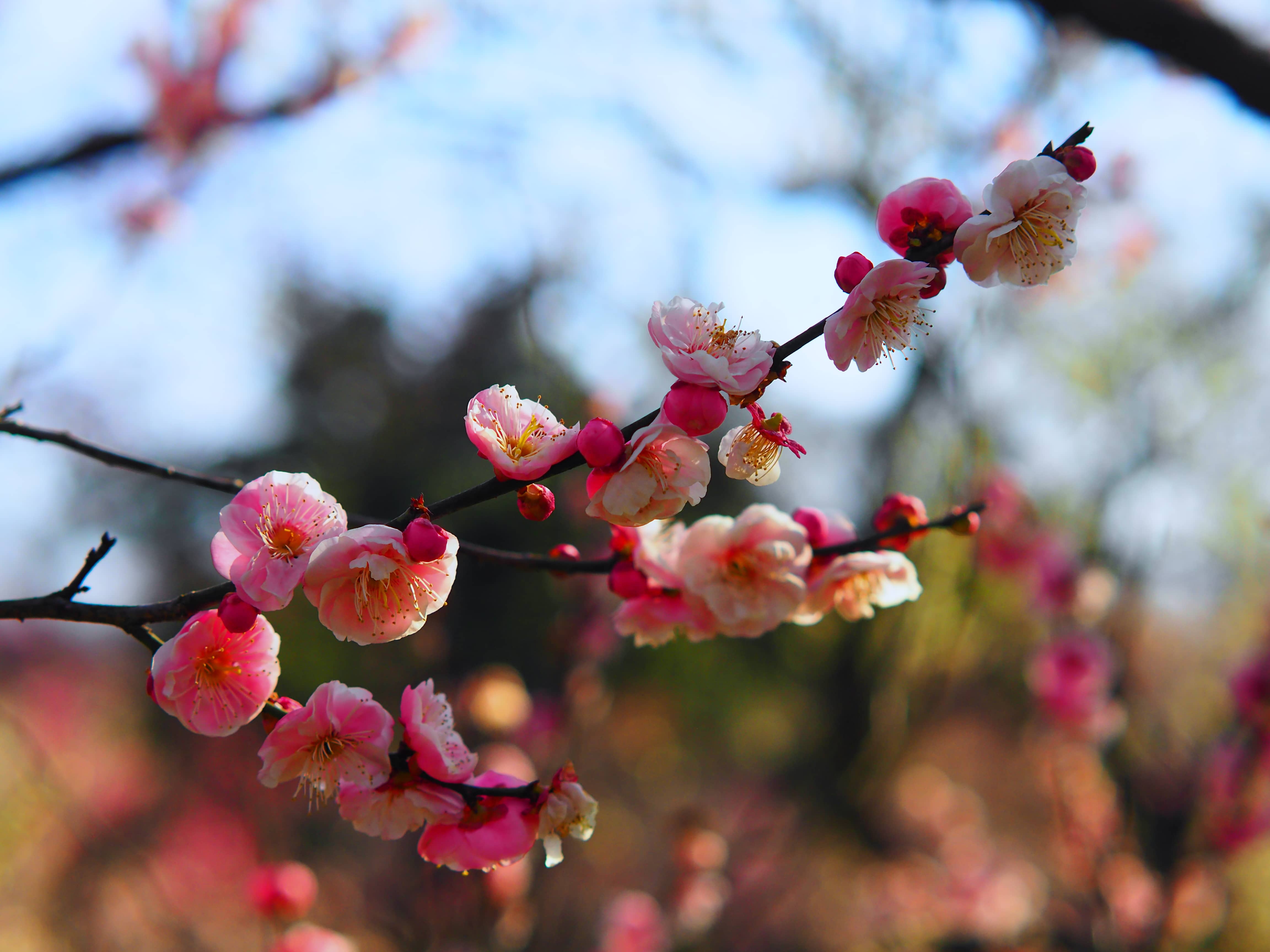 是梅花