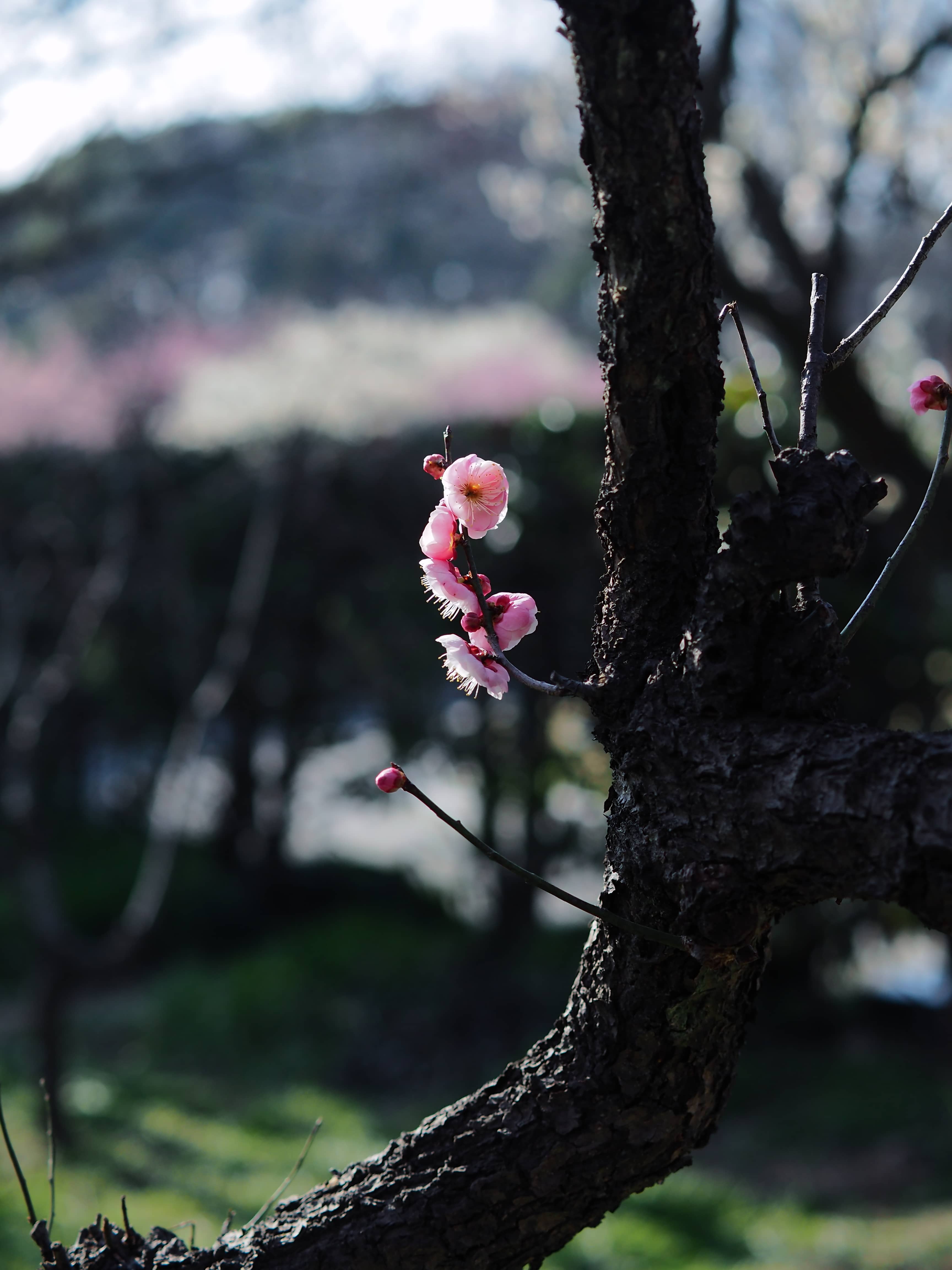 是梅花