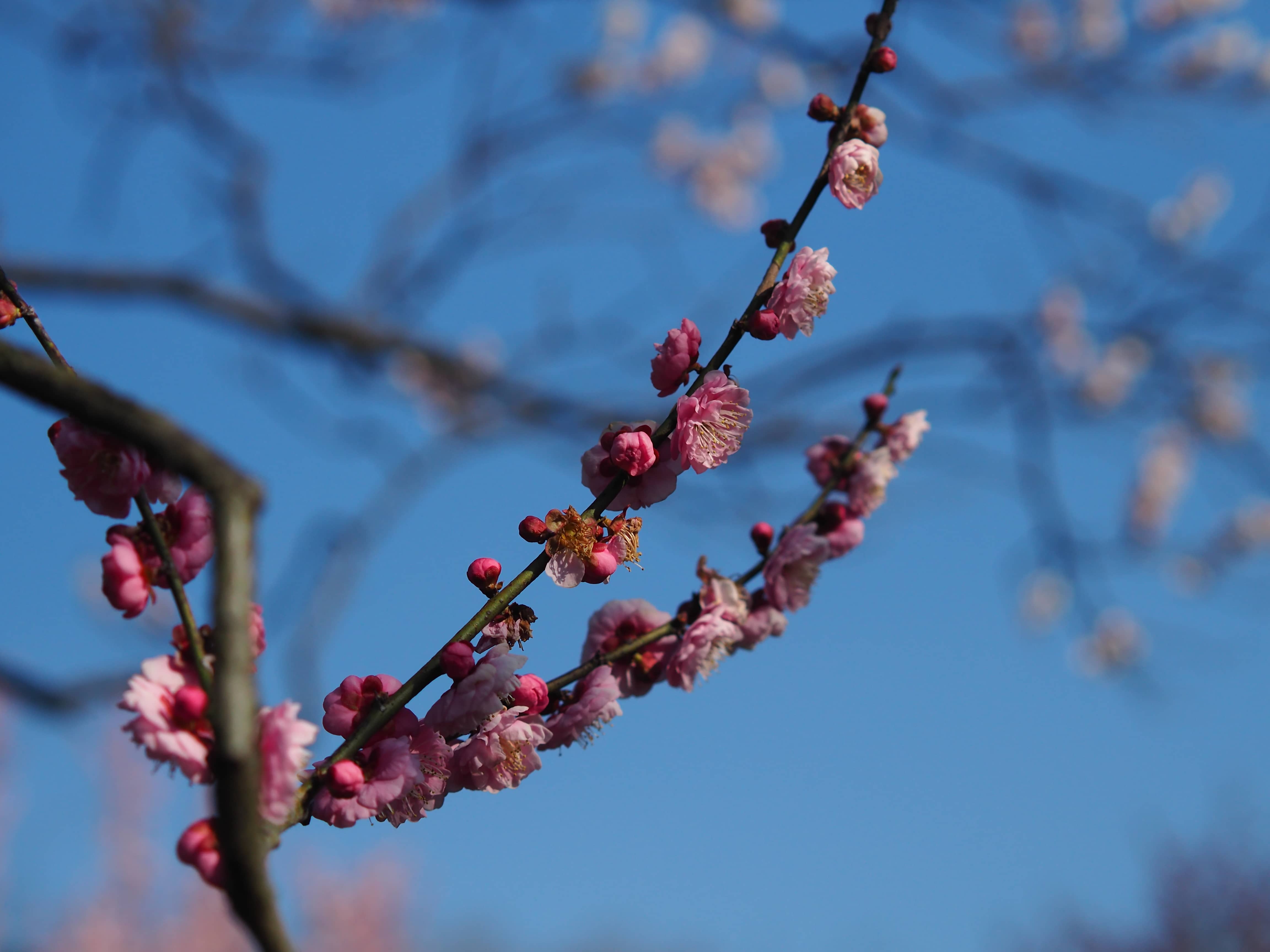 是梅花