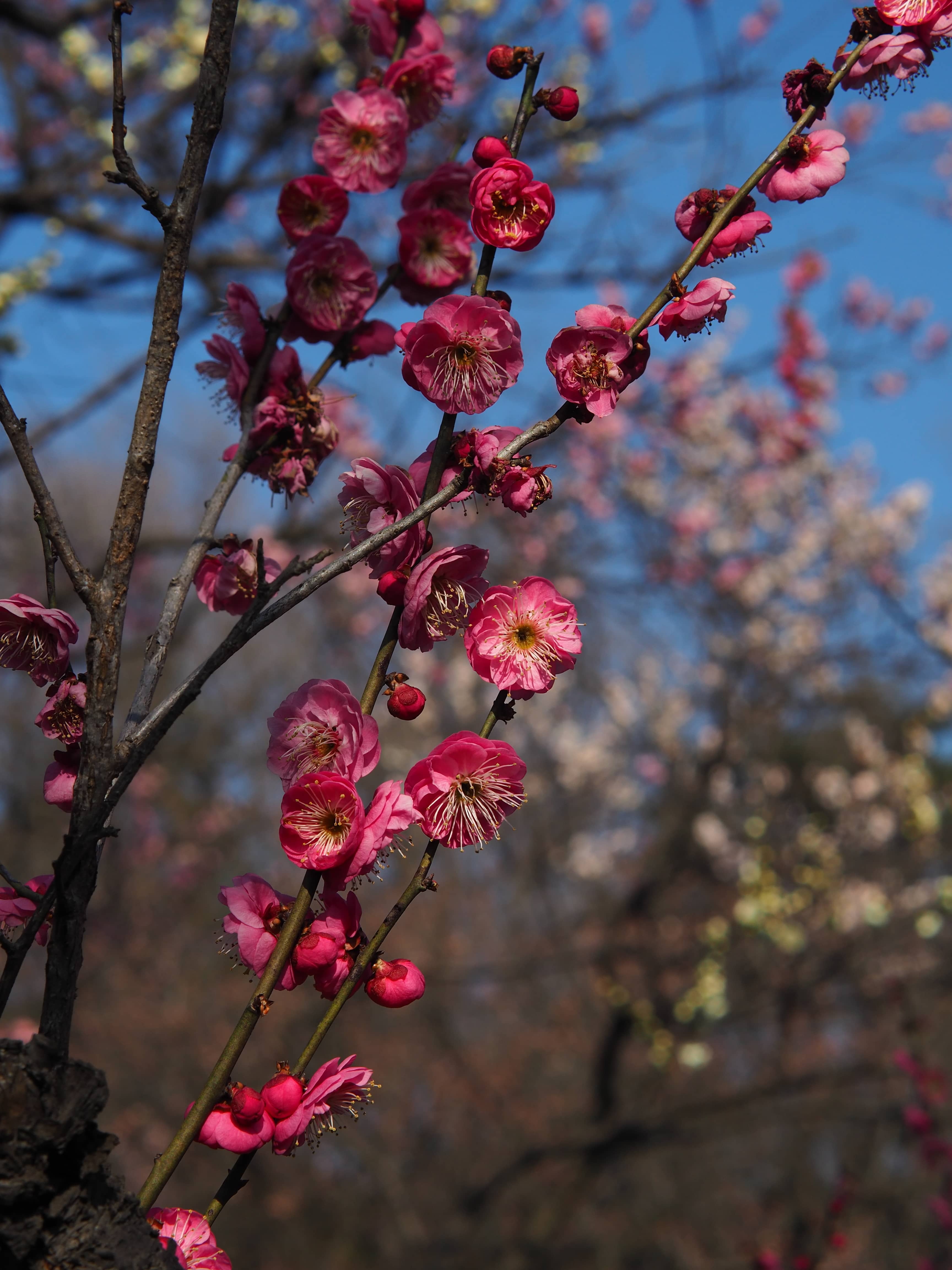 是梅花