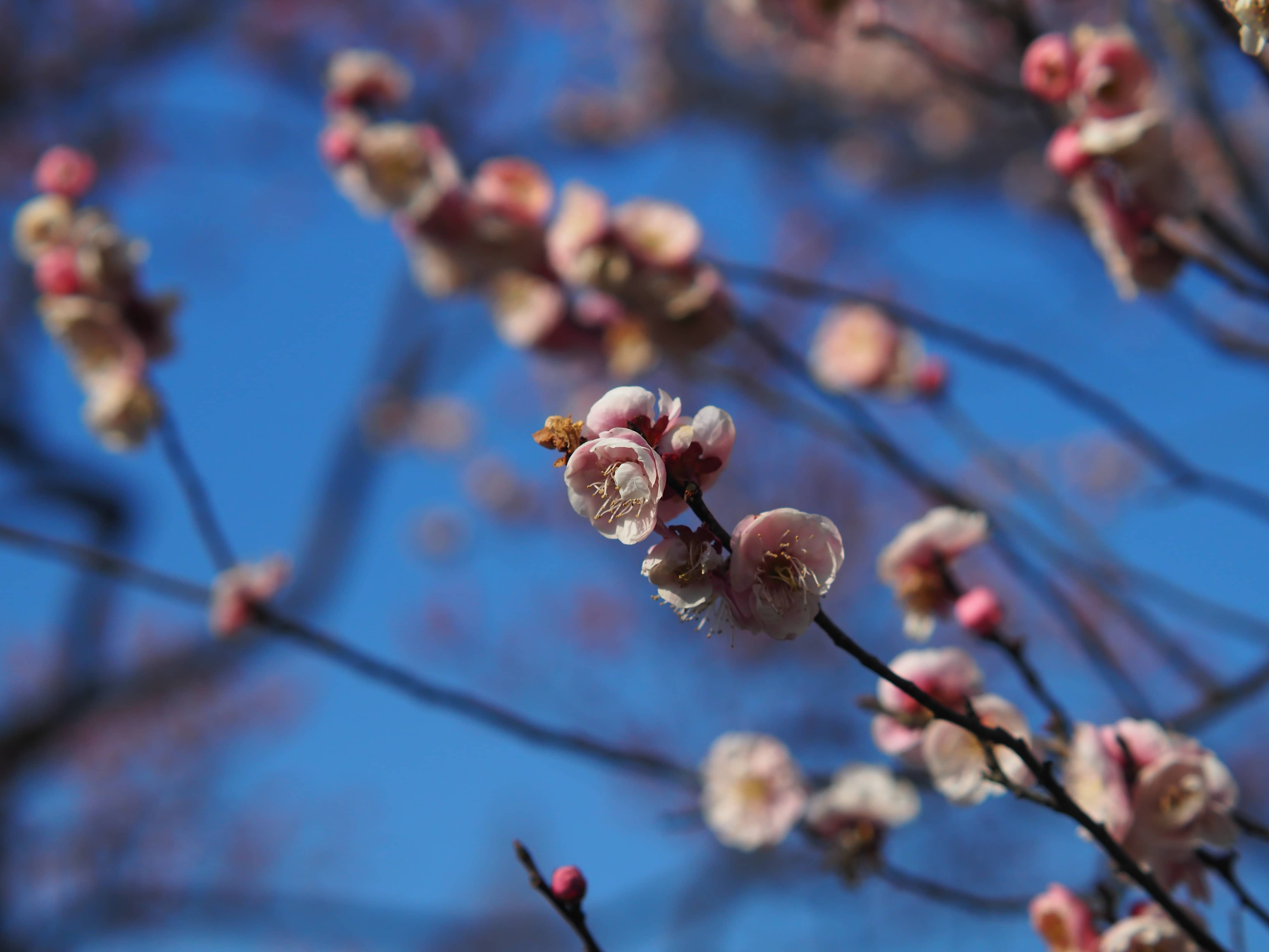 是梅花