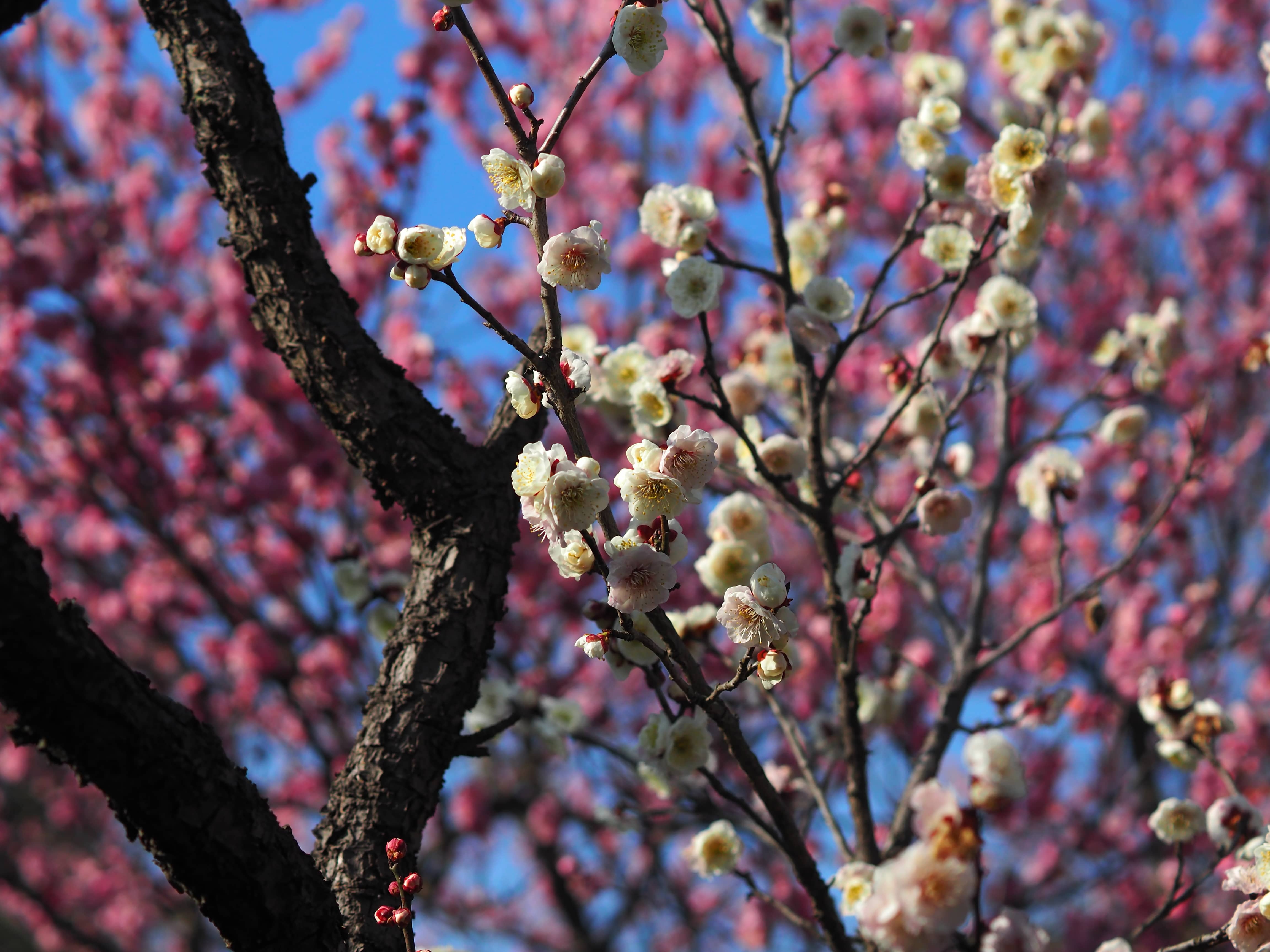 是梅花