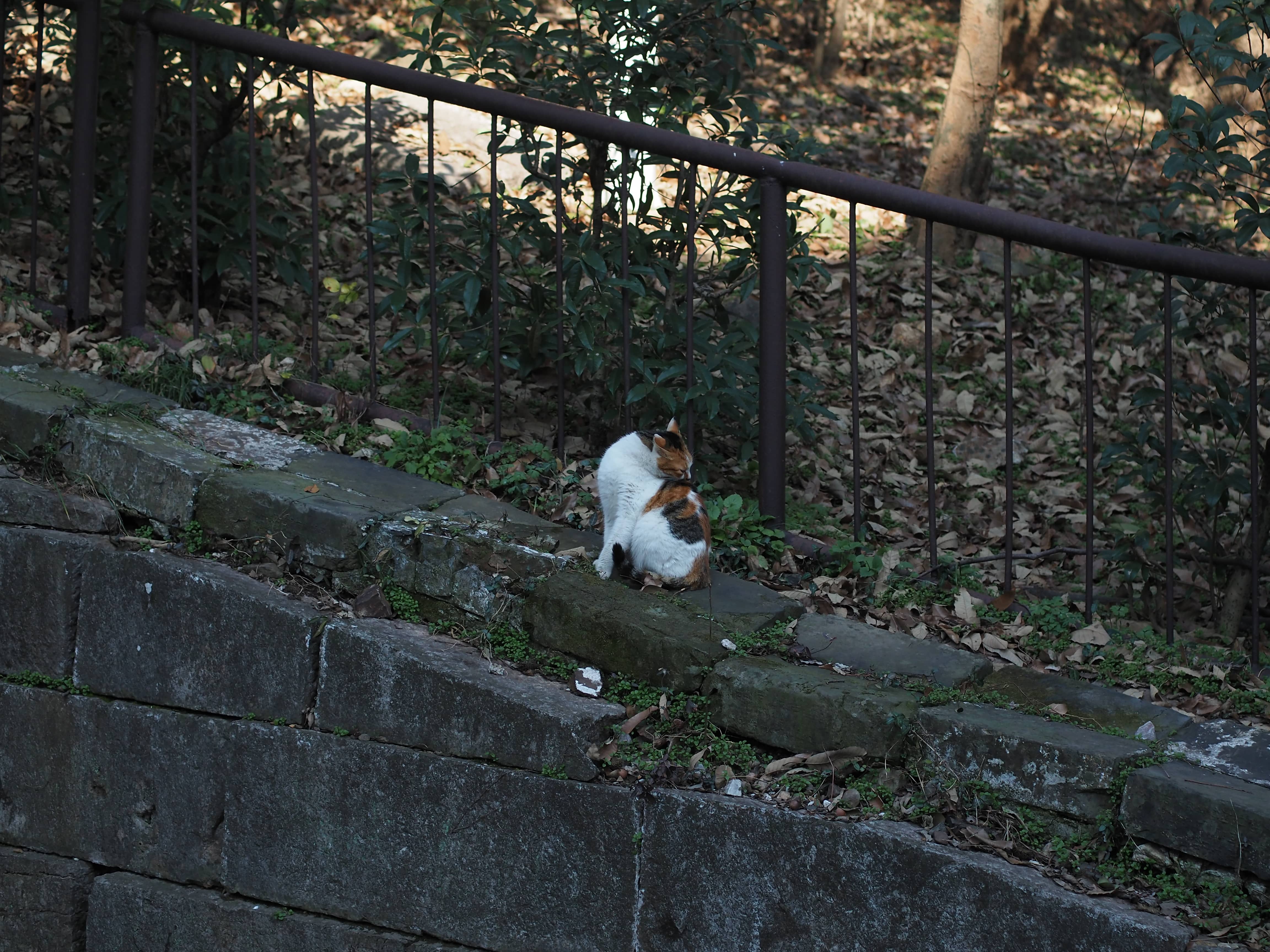 明孝陵旁边的野猫