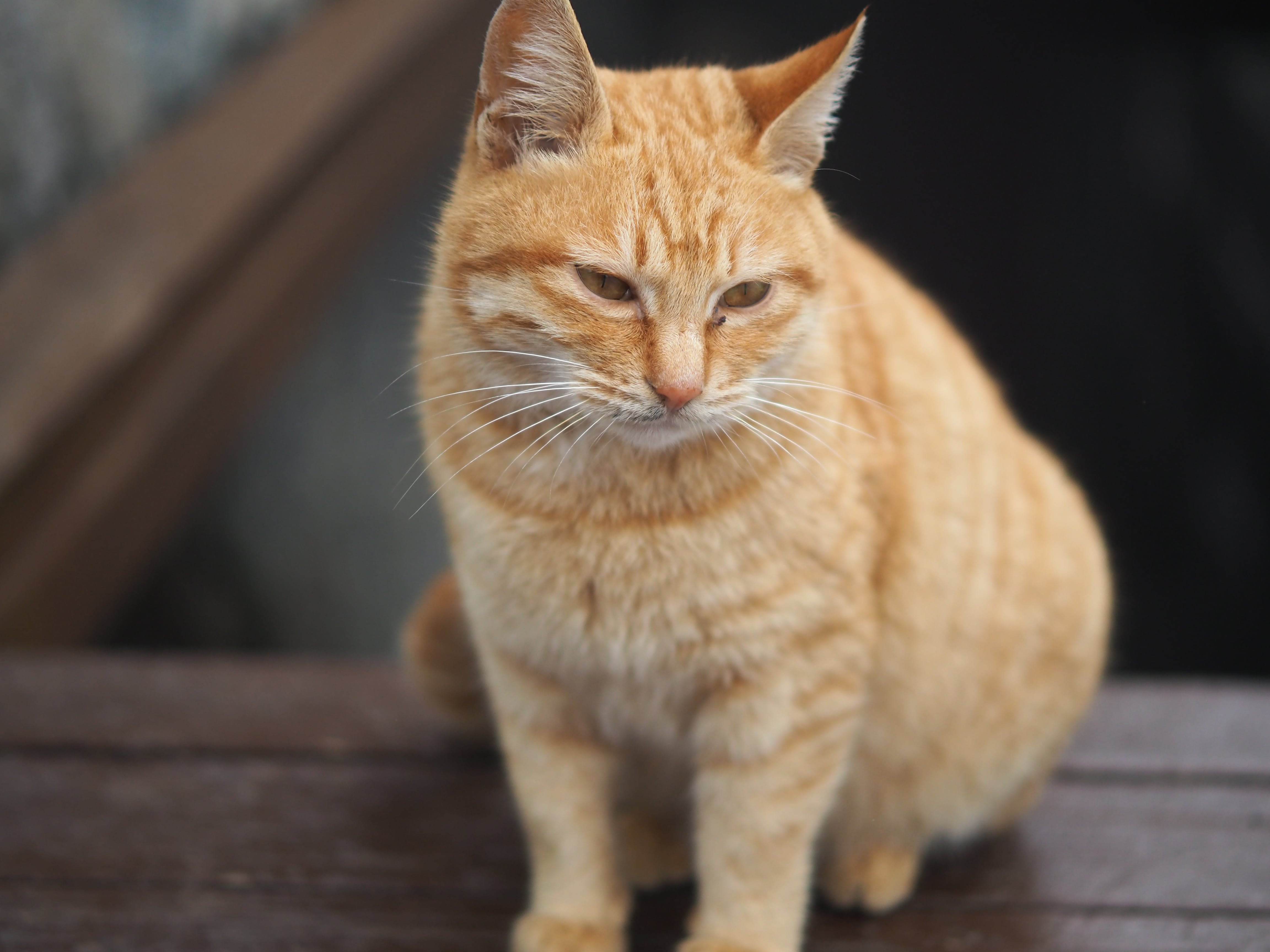 武功山中庵索道站的猫猫