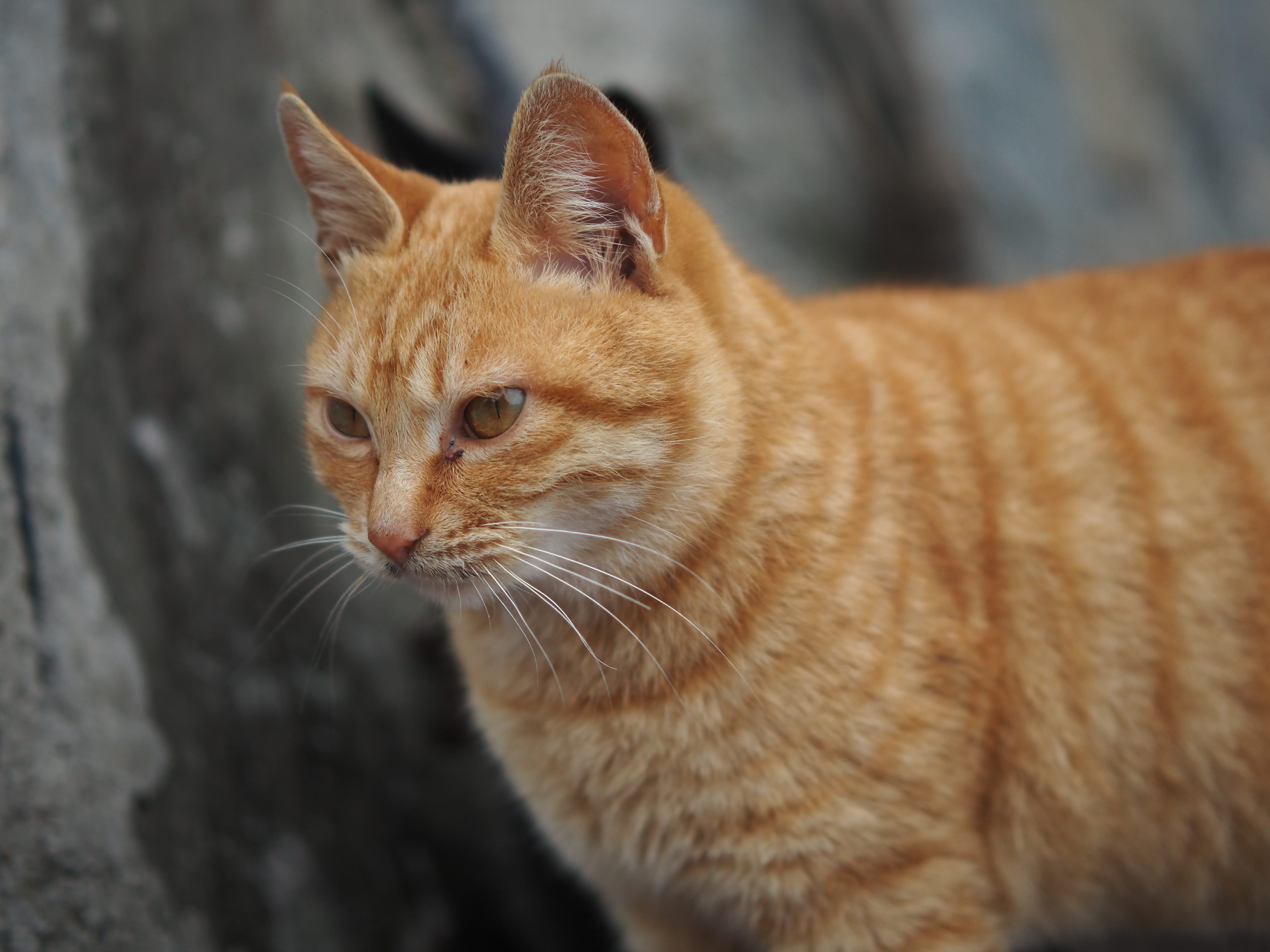 武功山中庵索道站的猫猫