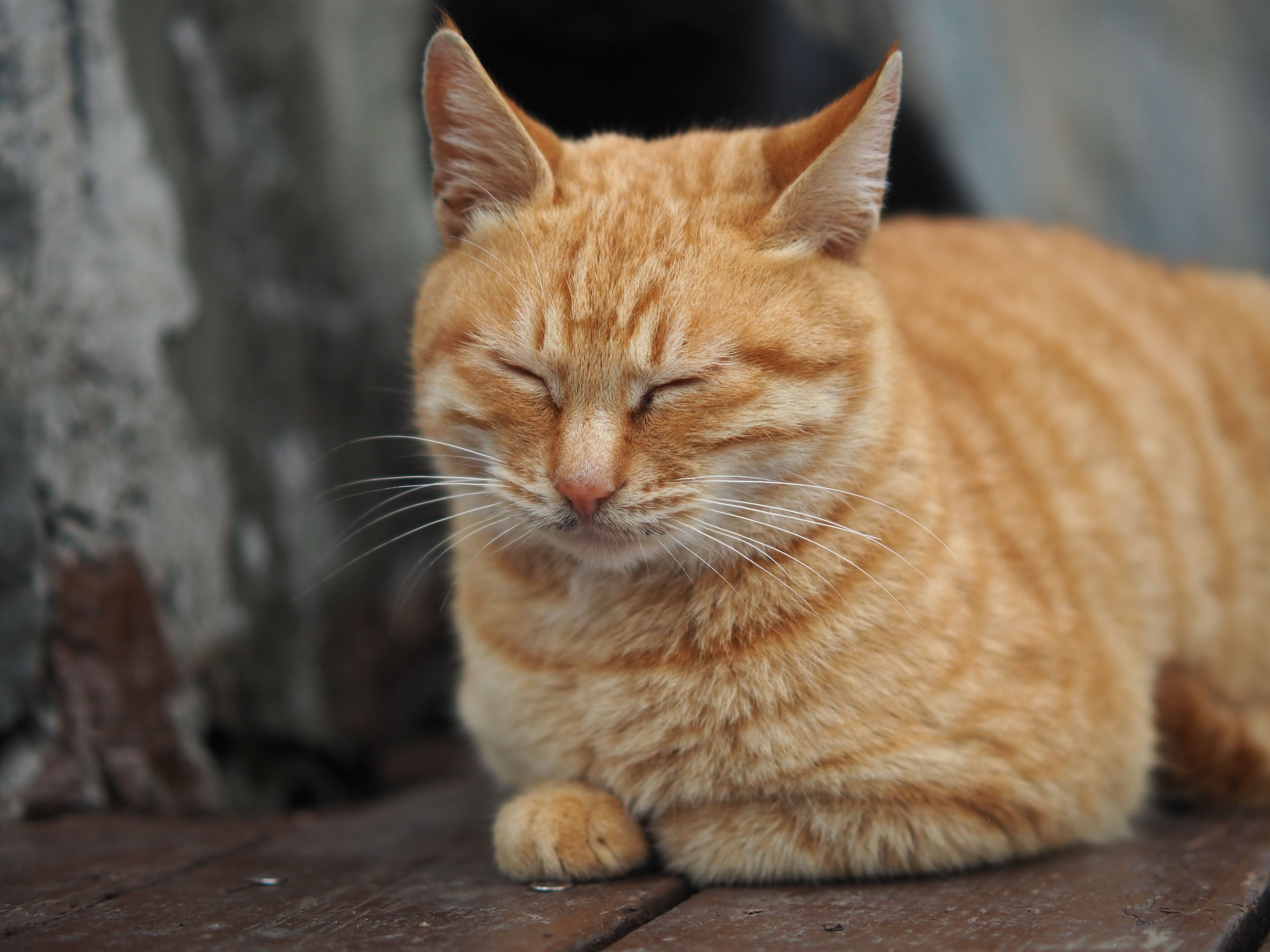 武功山中庵索道站的猫猫